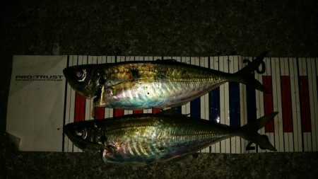 メバル混じりの遠投アジング